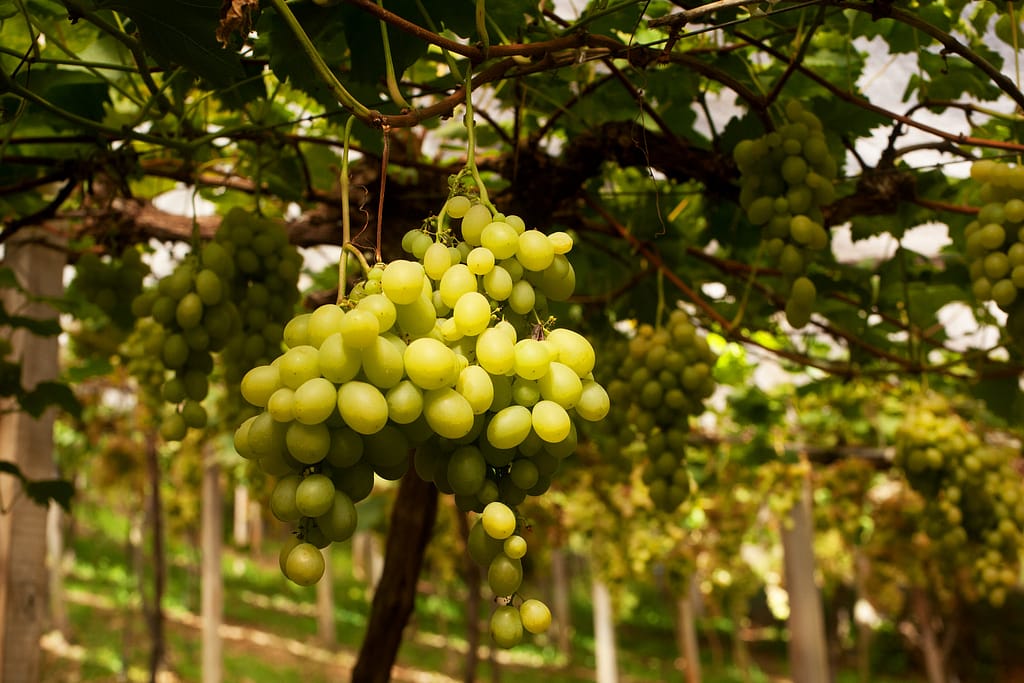 Prazeres da Mesa – Vinhos: Brasilidades – Descubra o Brasil de Leste a Oeste | Foto: Renato Soares - MTUR