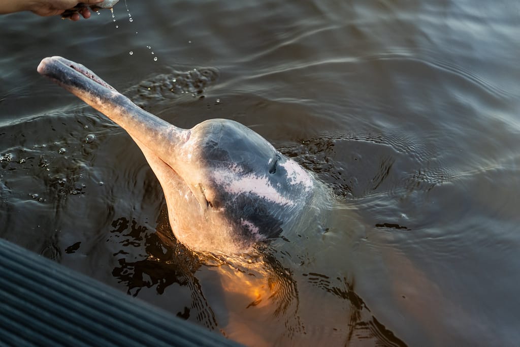 Biomas Brasileiros – Amazônia: Brasilidades – Descubra o Brasil de Leste a Oeste | Foto: Embratur Sebrae