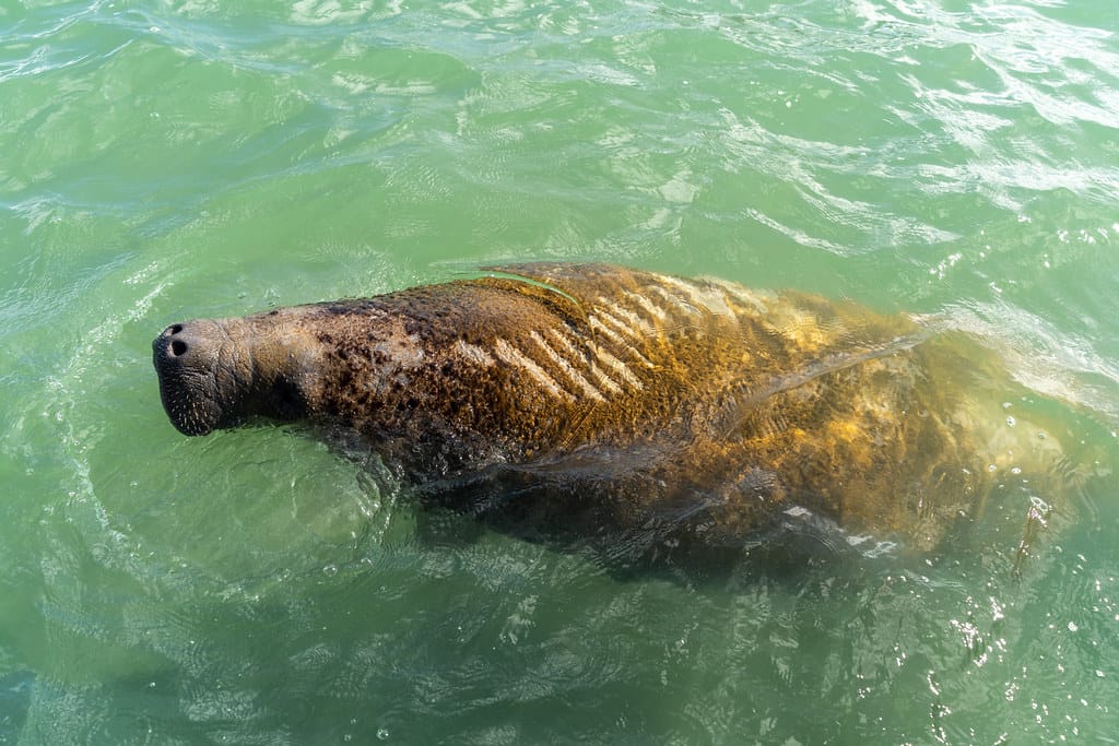 Paraísos Naturais – Rota dos Milagres | Associação Peixe Boi: Brasilidades – Viagens com Alma Brasileira - Crédito: Sebrae Embratur